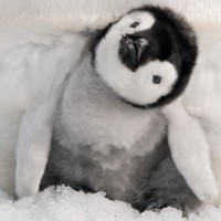 PinguiN