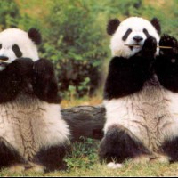 Les Pandas Bourineurs
